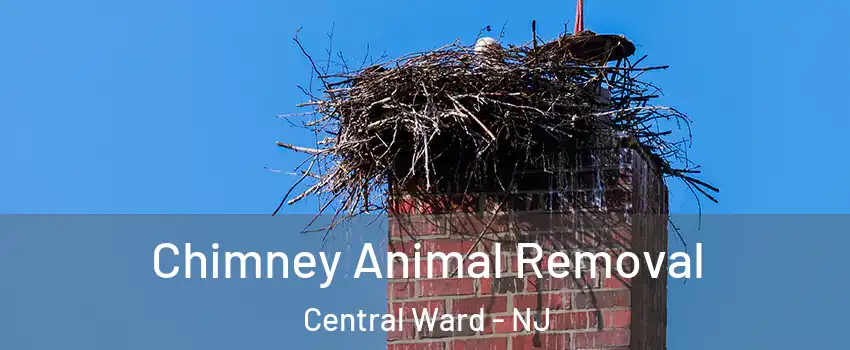 Chimney Animal Removal Central Ward - NJ