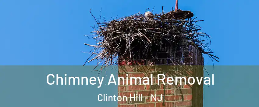 Chimney Animal Removal Clinton Hill - NJ