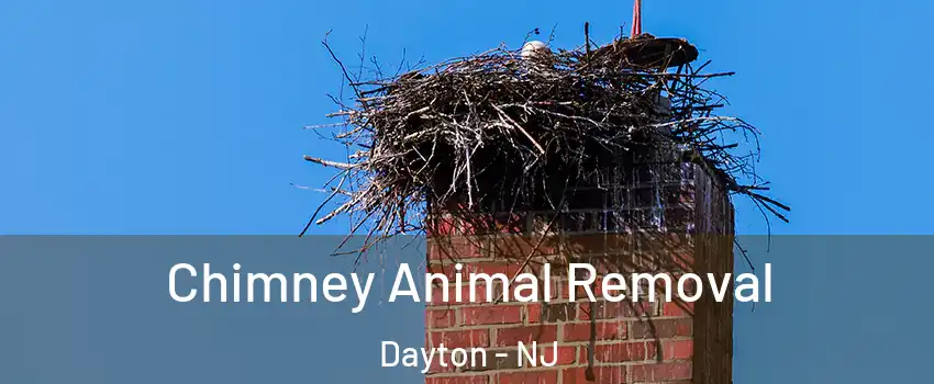 Chimney Animal Removal Dayton - NJ