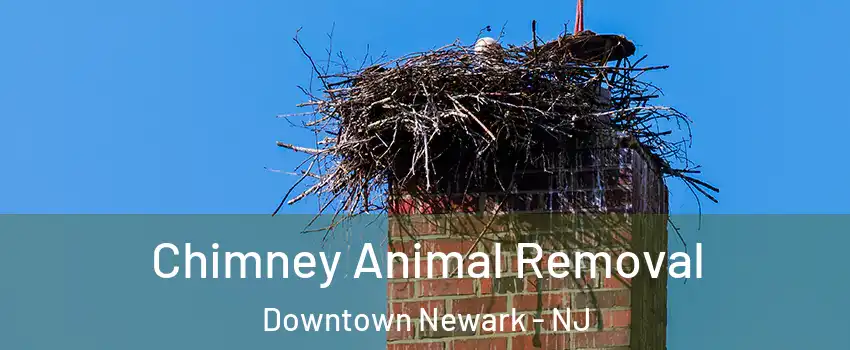 Chimney Animal Removal Downtown Newark - NJ