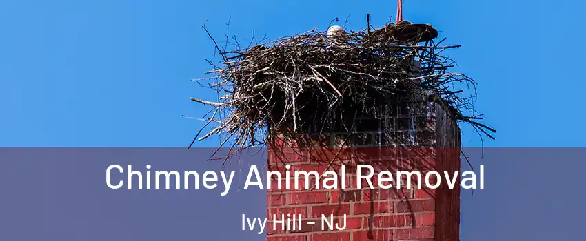 Chimney Animal Removal Ivy Hill - NJ