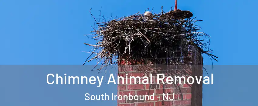 Chimney Animal Removal South Ironbound - NJ