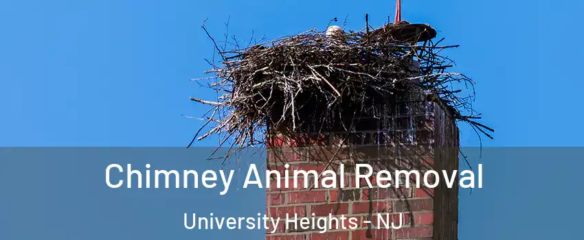 Chimney Animal Removal University Heights - NJ