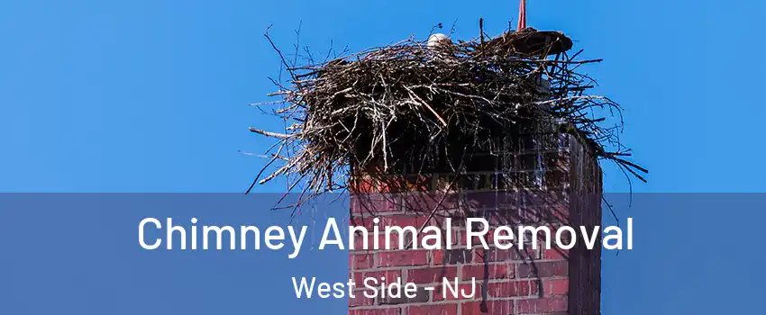 Chimney Animal Removal West Side - NJ