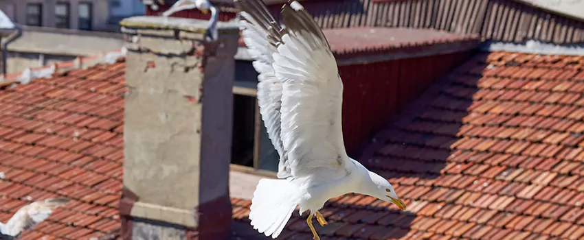 Residential Chimney Animal Removal Solution in Downtown Newark, NJ